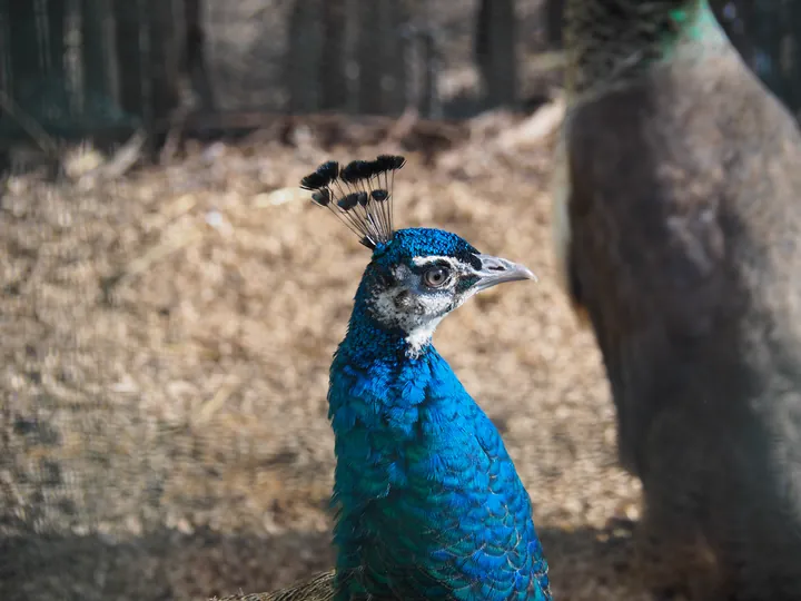 Lens Polder Petting zoo in Newport (Belgium)